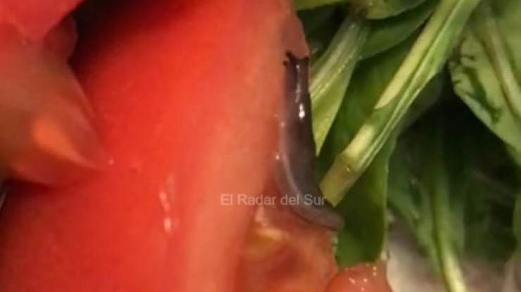 Ensalada de rúcula, tomate y babosa